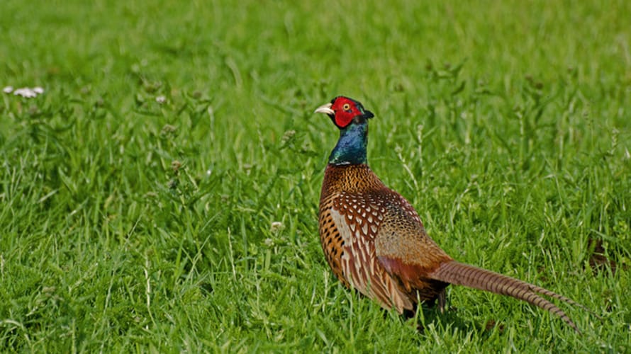 Wandelroute Fazant, vlak bij Hoogerheide