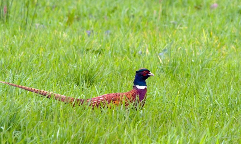 Fazant (mannetje) in het veld Natuurmonumenten