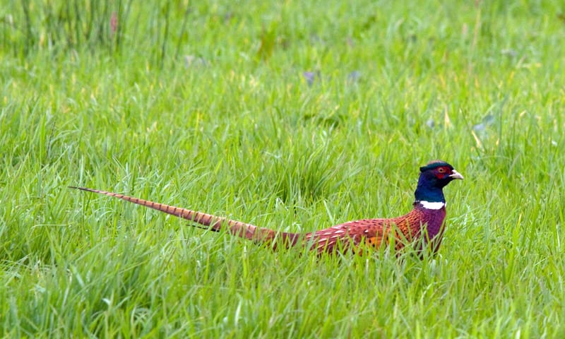 Fazant (mannetje) in het veld Natuurmonumenten