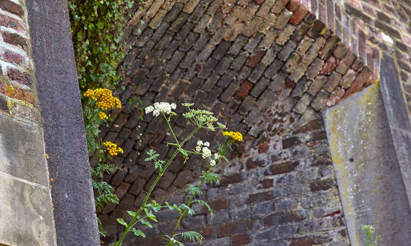 Muurplanten: muurleeuwenbek en boerenwormkruid