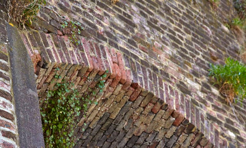 Muurplanten: muurleeuwenbek en boerenwormkruid