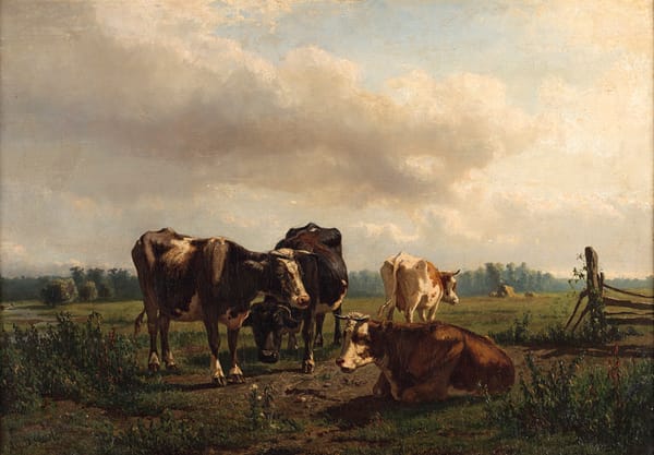 Boerenland met koeien