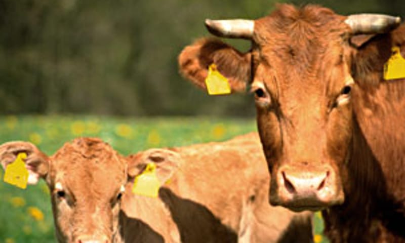 Glanrund Natuurmonumenten