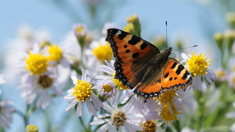 Vlinderroute rondom Melkschuur Zuidpolder, bij Rodenrijs