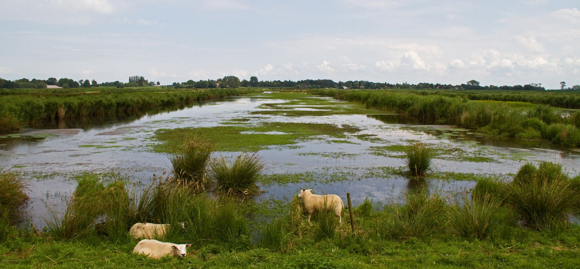 Groene Jonker