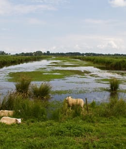 Groene Jonker
