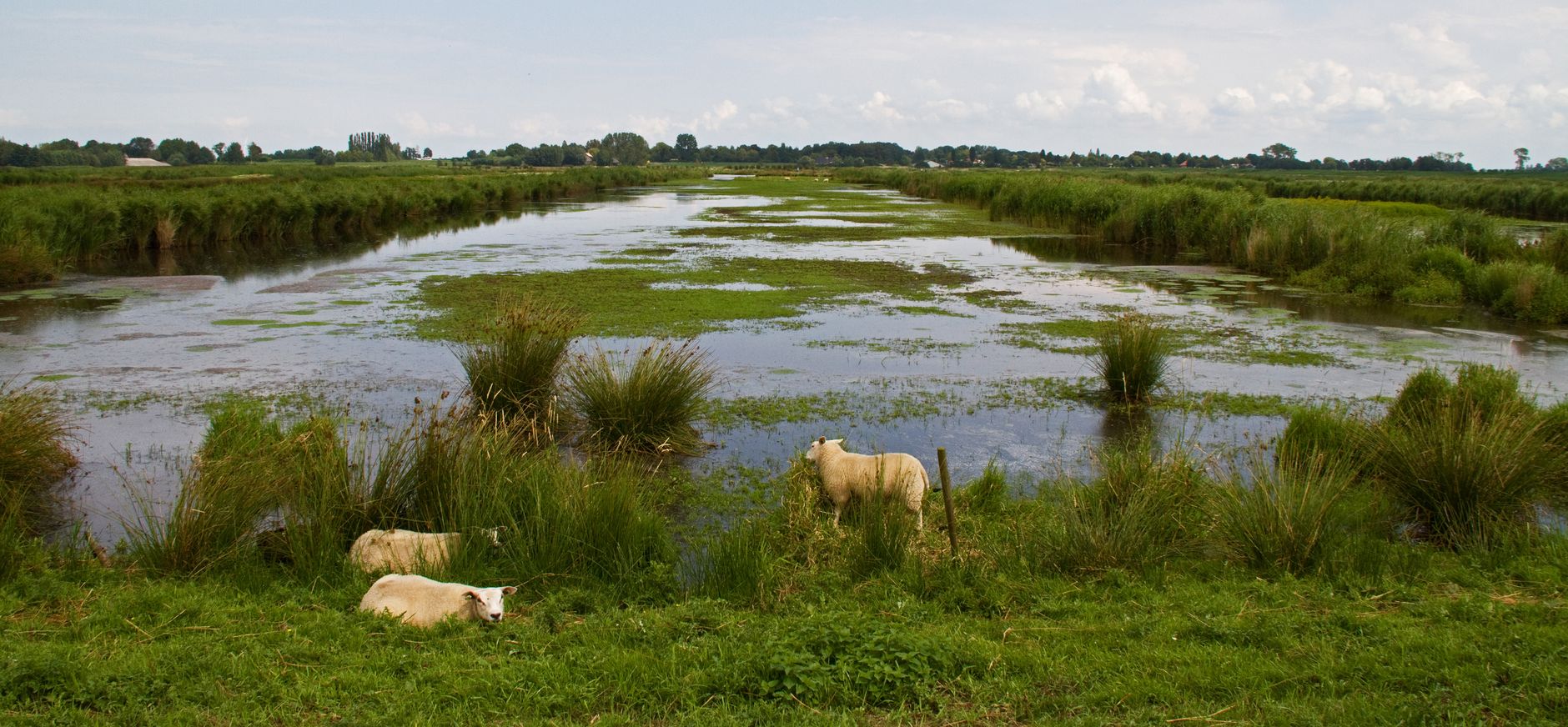 Groene Jonker