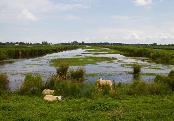 Welkom in de Groene Jonker! Welkom in de Groene Jonker!
