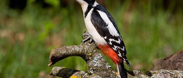 Bosvogels Bosvogels