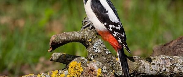 Bosvogels Bosvogels