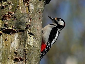 Wandelroute Vogels op landgoed Koningshof, vlak bij Haarlem