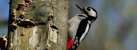 Wandelroute Vogels op landgoed Koningshof, vlak bij Haarlem