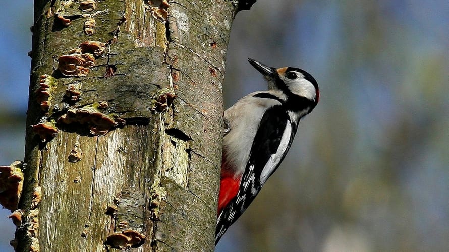 Wandelroute Vogels op landgoed Koningshof, vlak bij Haarlem
