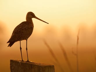 Wandelroute Schaalsmeerpolder in het  Wormer-en Jisperveld
