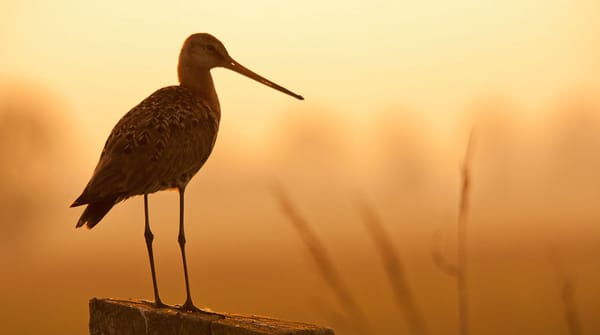 Wandelroute Schaalsmeerpolder in het Wormer-en Jisperveld