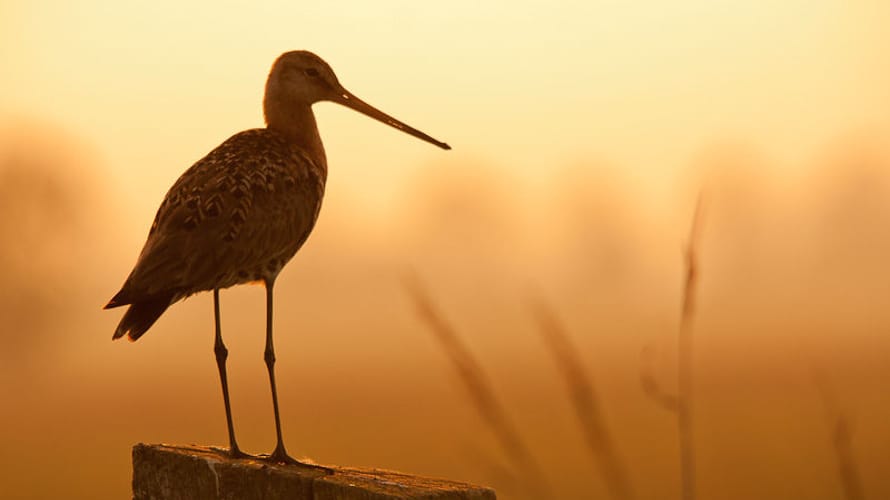 Wandelroute Schaalsmeerpolder in het Wormer-en Jisperveld