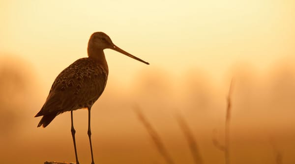 Wandelroute Schaalsmeerpolder in het Wormer-en Jisperveld