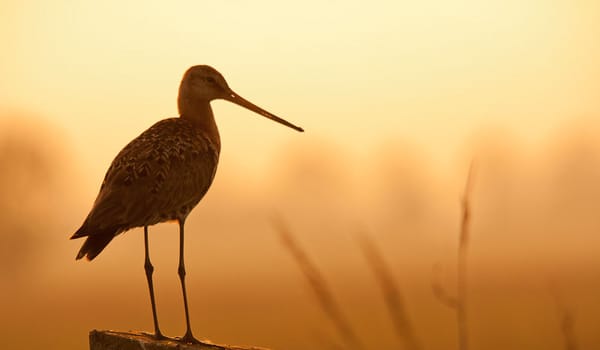 Bekijk de expositie 'Rotterdams Platteland' in Het Natuurhistorisch Bekijk de expositie 'Rotterdams Platteland' in Het Natuurhistorisch