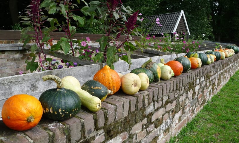 De moestuin van kasteel Hackfort