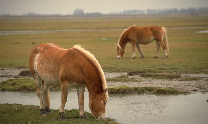 Halflinger op Middelplaten
