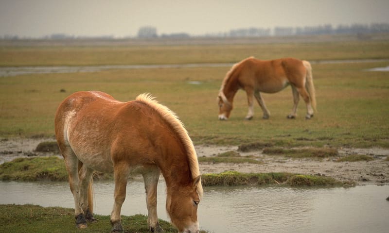 Halflinger op Middelplaten