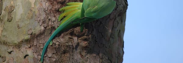 Groene flits en veel kabaal Groene flits en veel kabaal