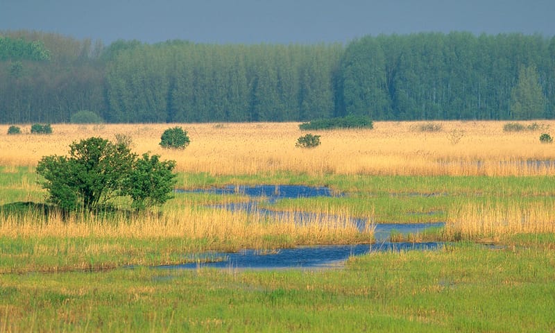 Harderbroek