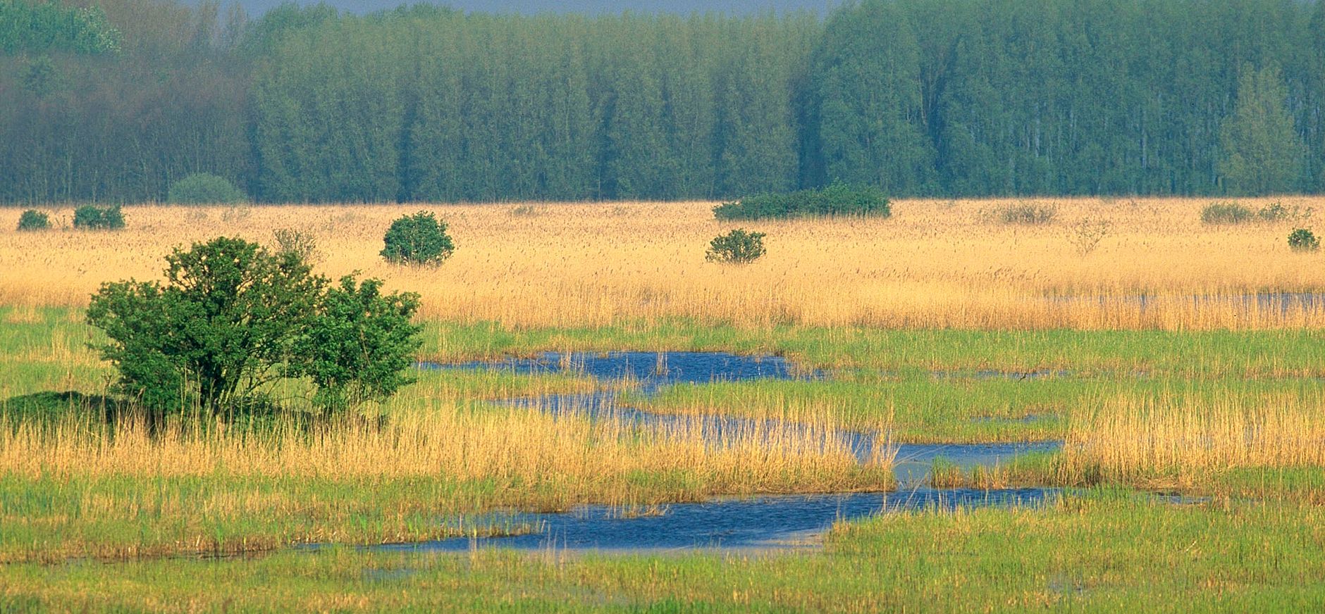 Harderbroek