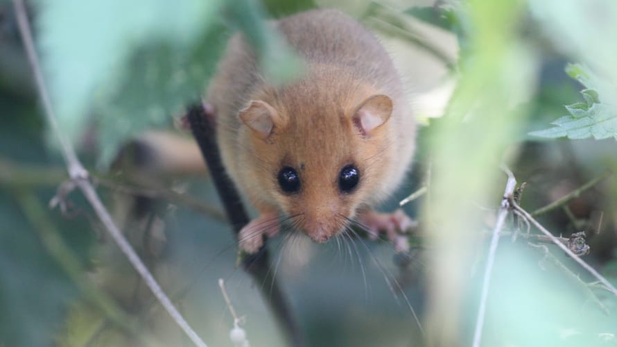 Dwars door het Geuldal