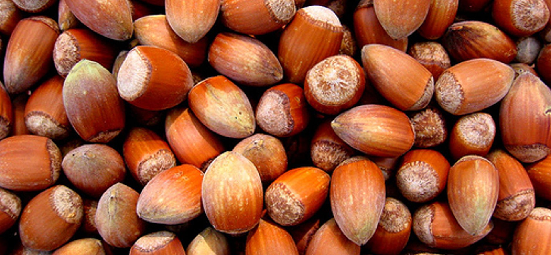 Hazelnootkoekjes bakken