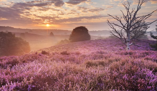 Behoud zeldzame heide Behoud zeldzame heide
