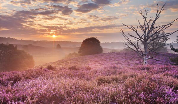Behoud zeldzame heide Behoud zeldzame heide