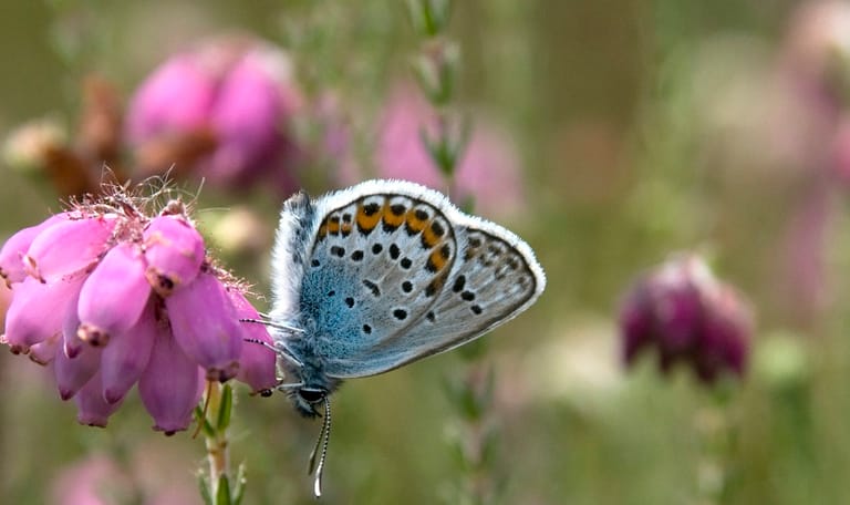 Ossendrechtse Duinen