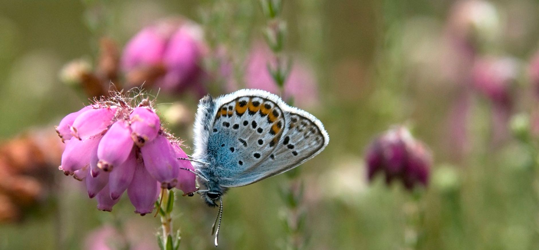 Ossendrechtse Duinen