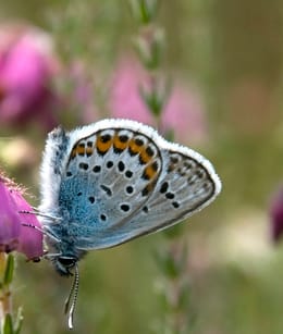 Ossendrechtse Duinen