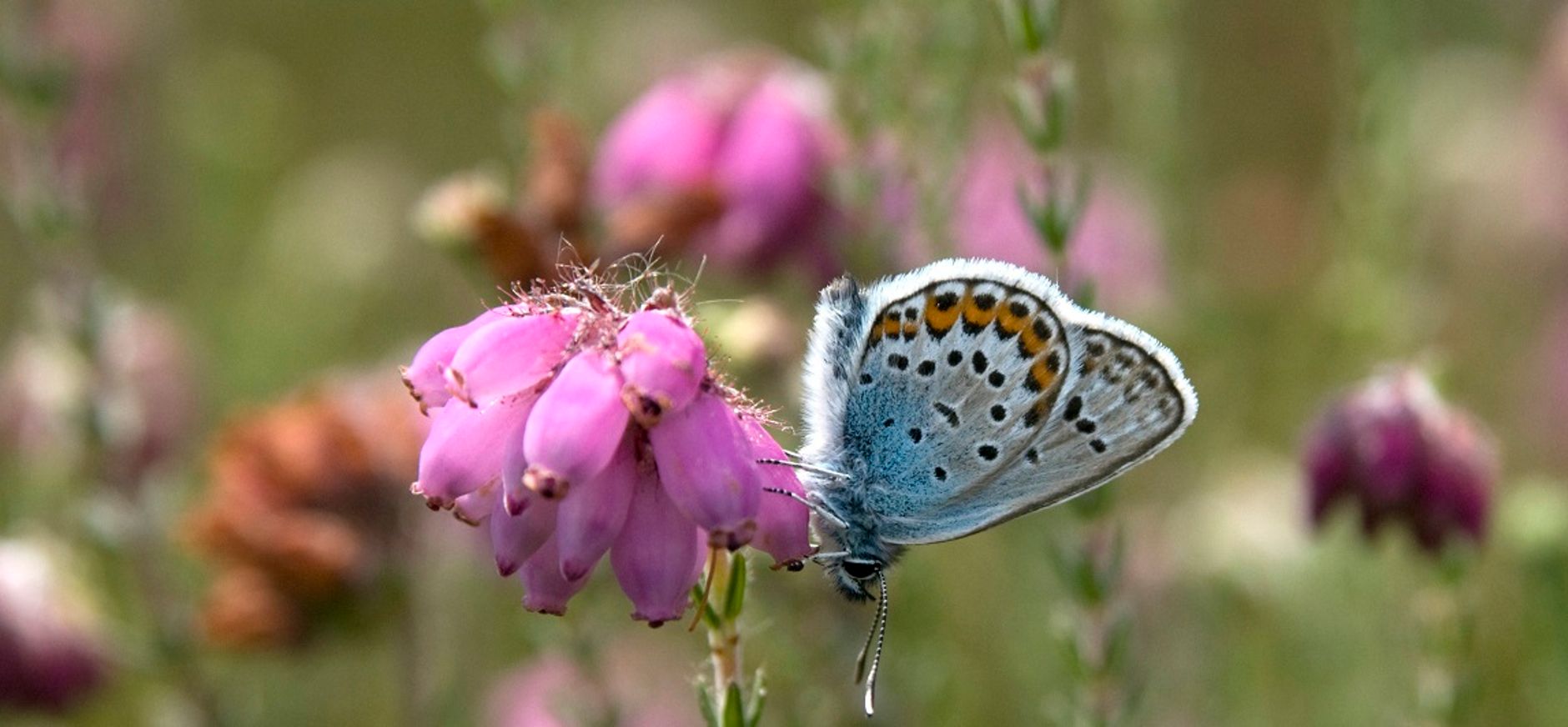 Ossendrechtse Duinen
