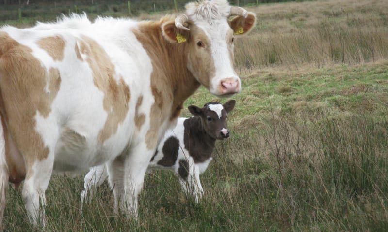 Heidekoe met kalf
