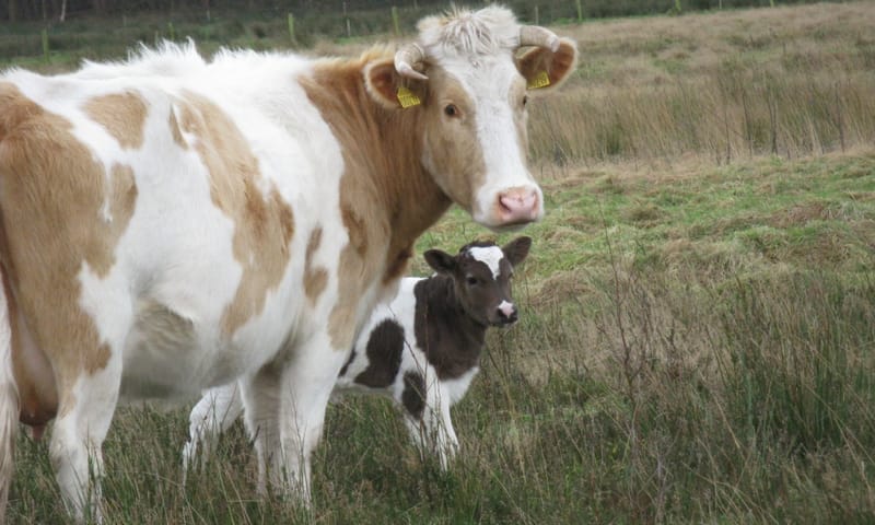Heidekoe met kalf