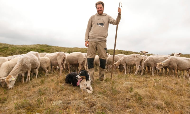 Schapenmiddag in het Zwanenwater
