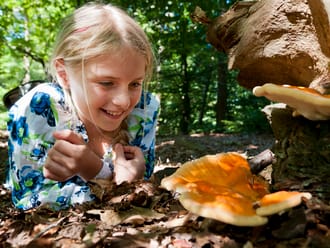 Paddenstoelenroute door Lusthof de Haeck, Nieuwkoopse Plassen