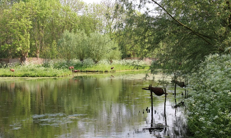 Eendenkooi Schipluiden