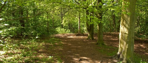 De Scheveningse Bosjes