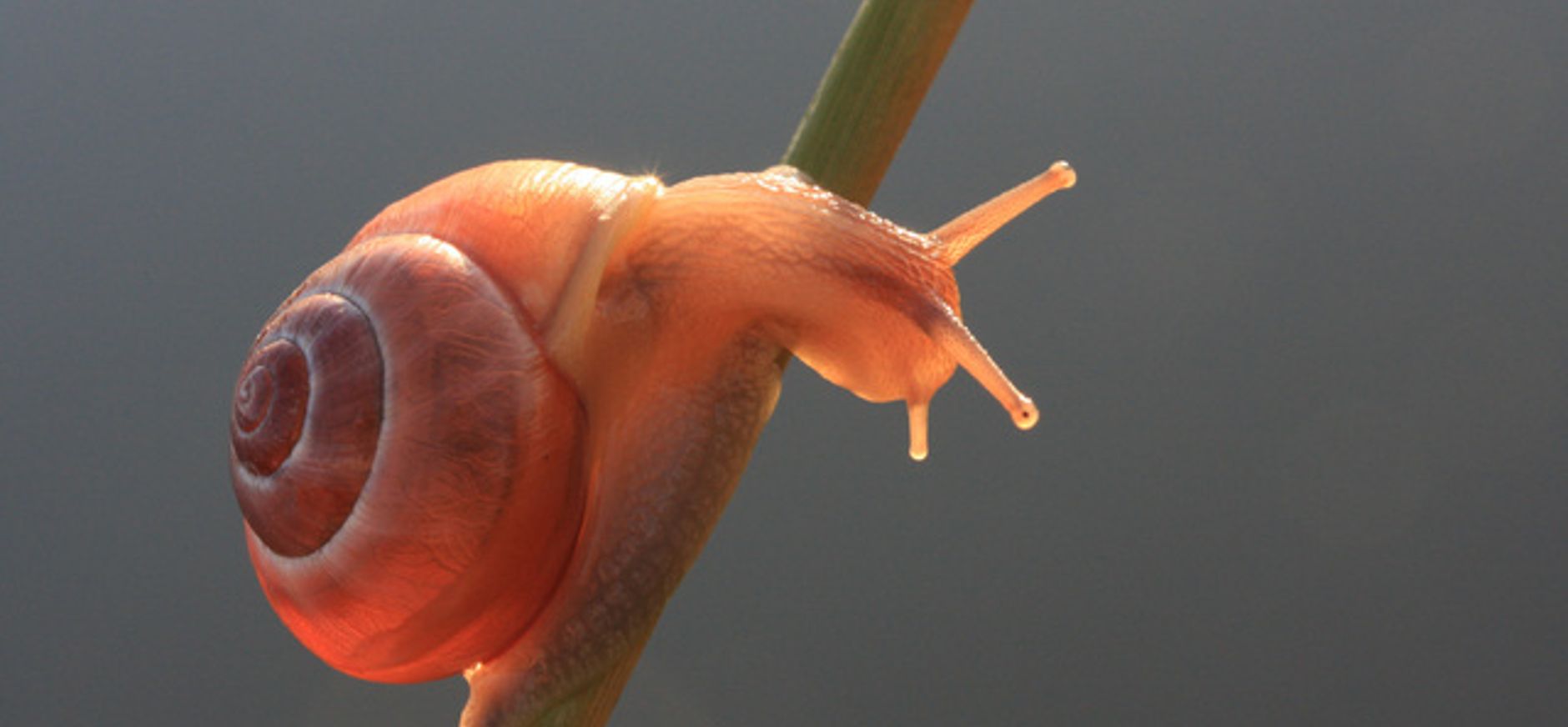 Houd een slakkenrace