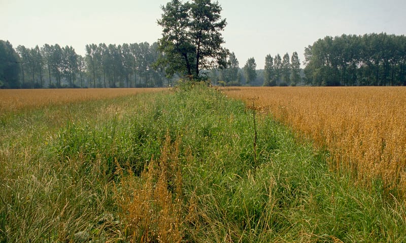 Akkers bij het IJzerenbos