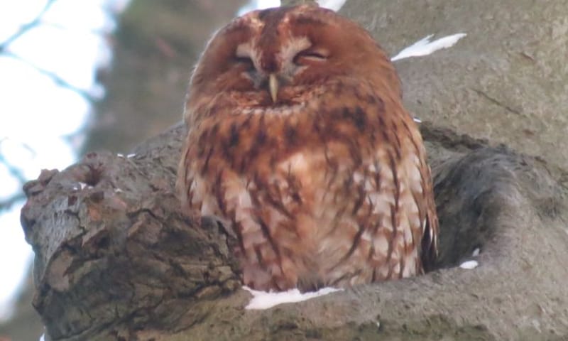 Uilen speuren in Huis ter Heide