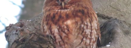 Uilen speuren in Huis ter Heide