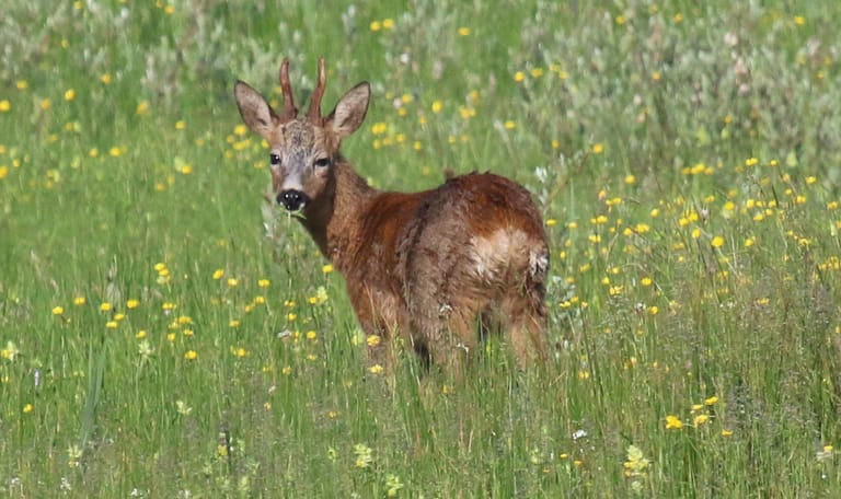 Avondwandeling reeënbronst - landgoed Oldenaller