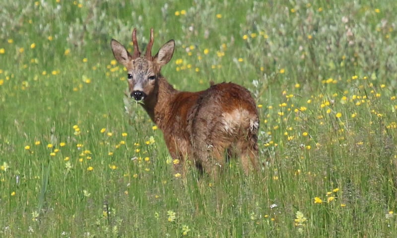 Avondwandeling reeënbronst - landgoed Oldenaller