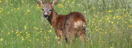 Avondwandeling reeënbronst - landgoed Oldenaller