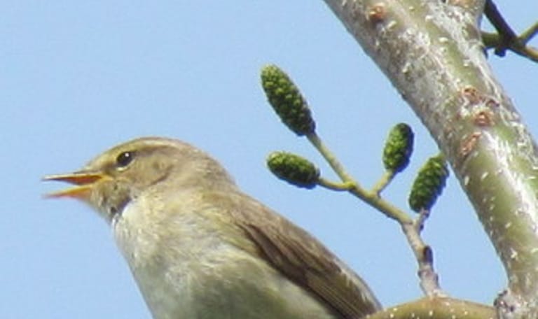 Vroege vogelwandeling, Slot Haamstede